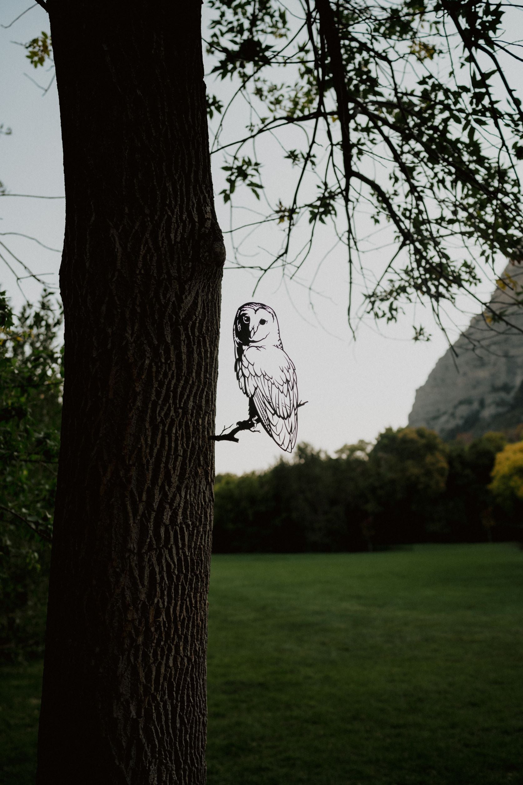 Barn Owl