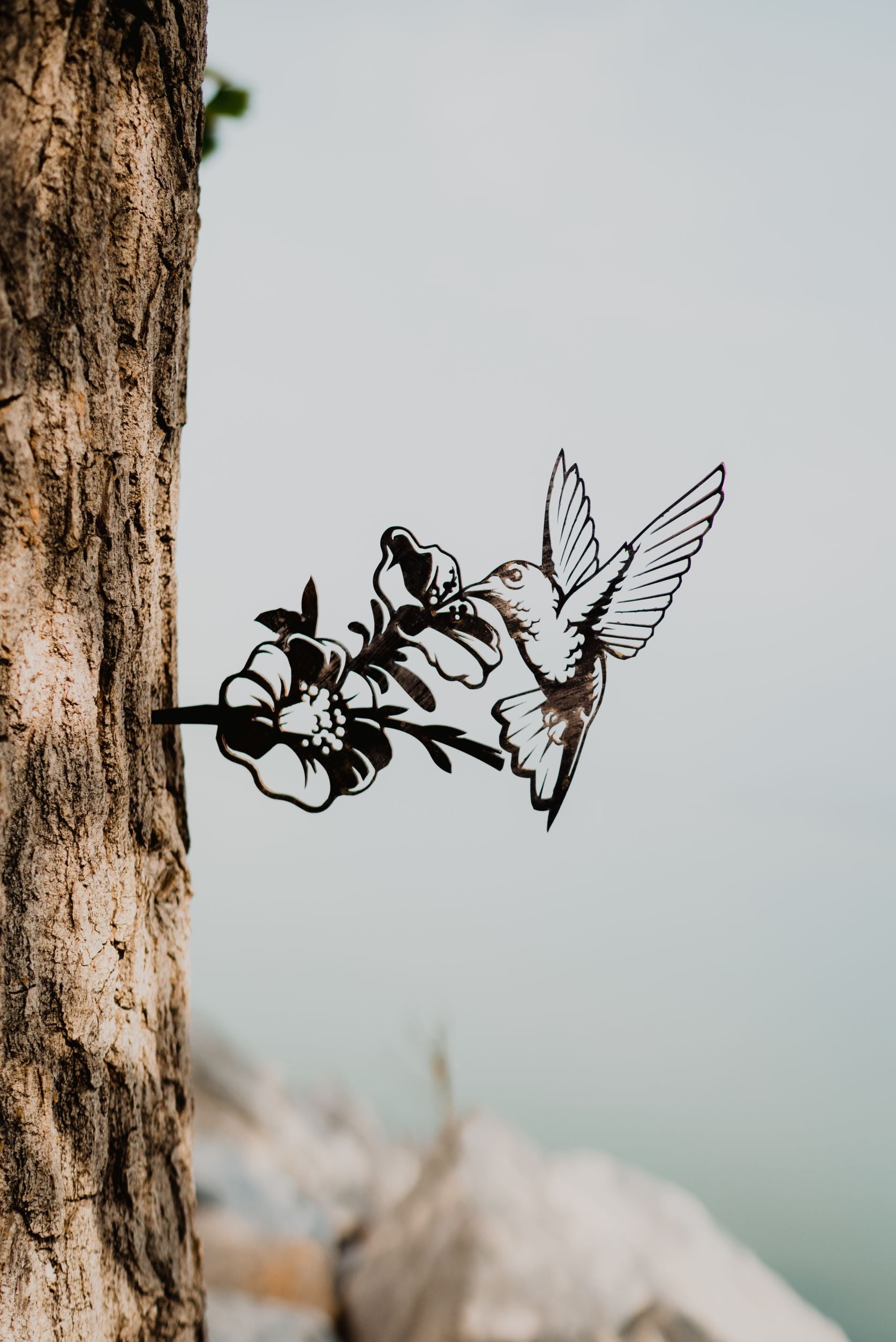 Hummingbird Feeding