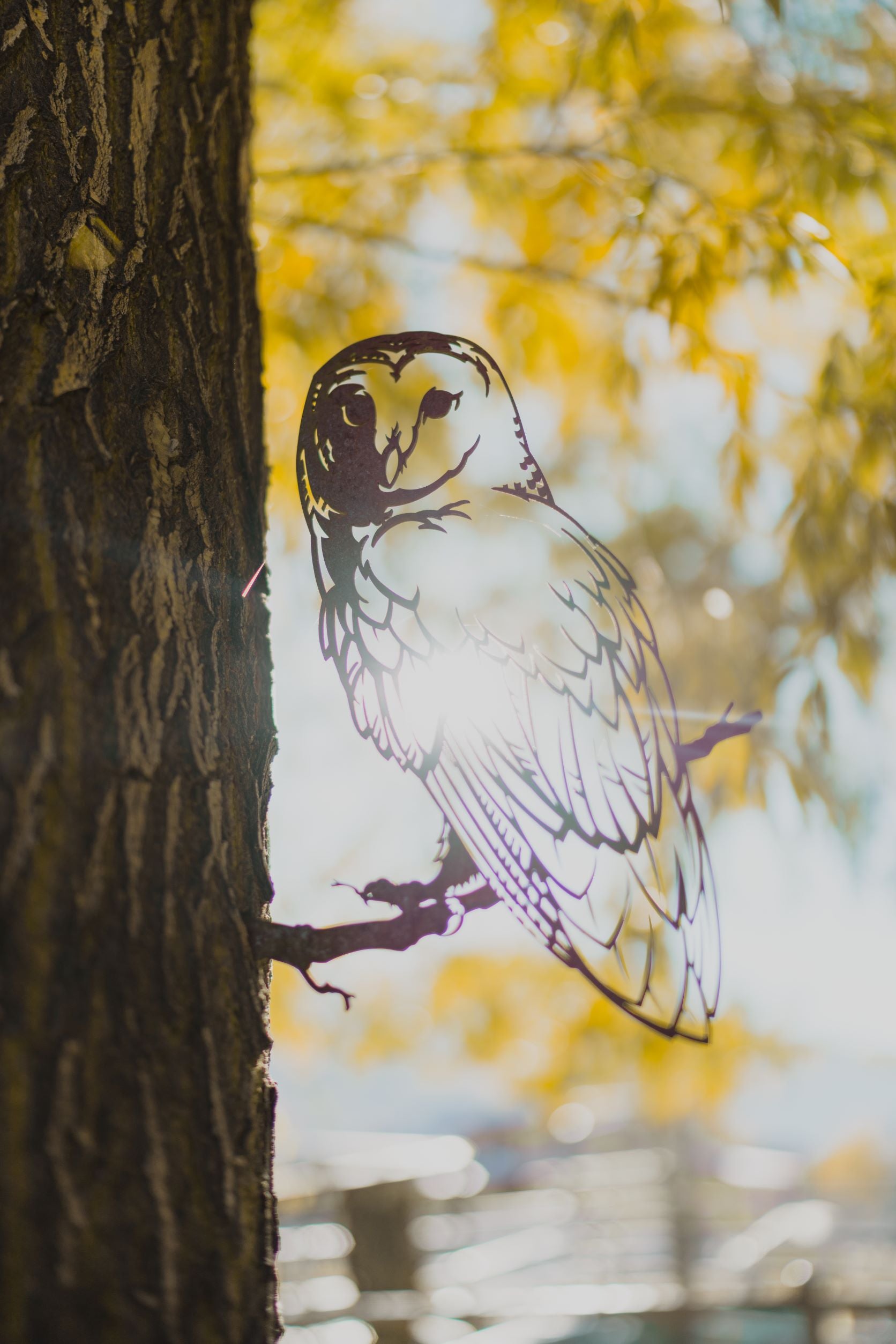 Barn Owl