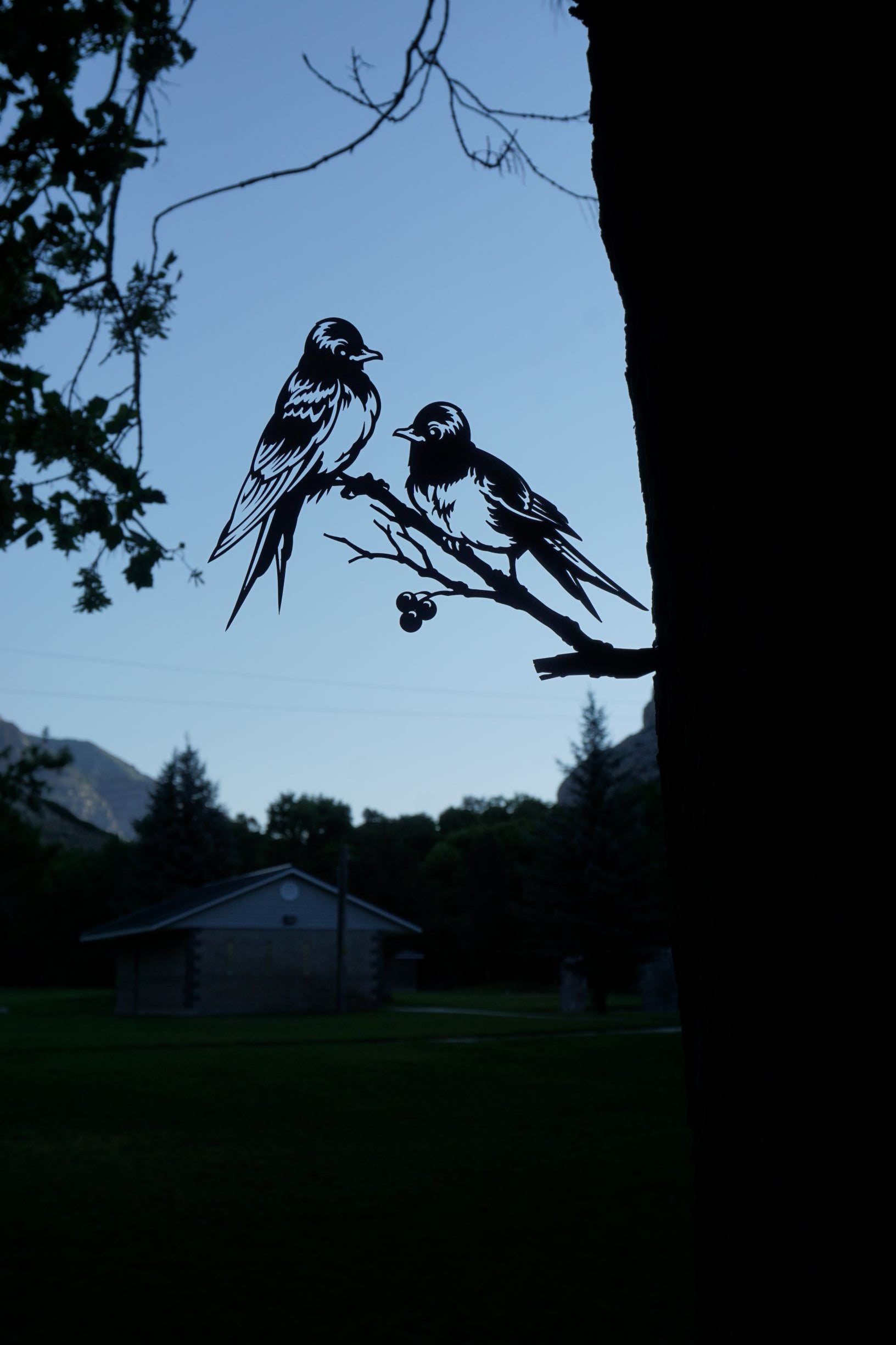 Barn Swallows