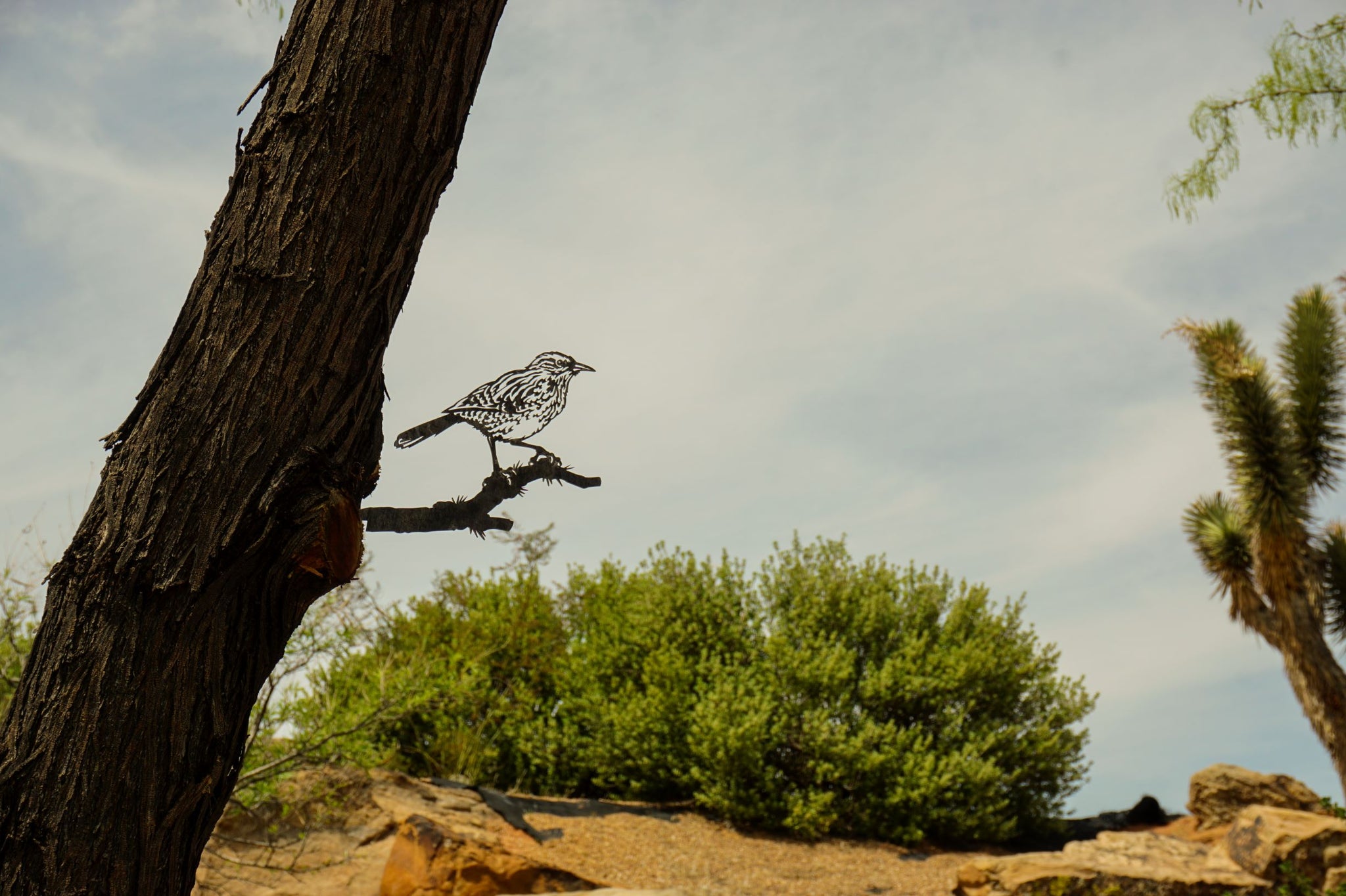 Cactus Wren